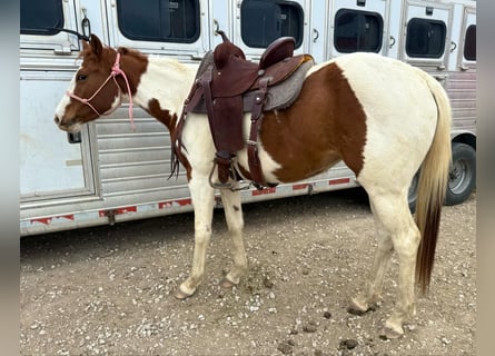 American Quarter Horse, Gelding, 3 years, 14,3 hh, Tobiano-all-colors