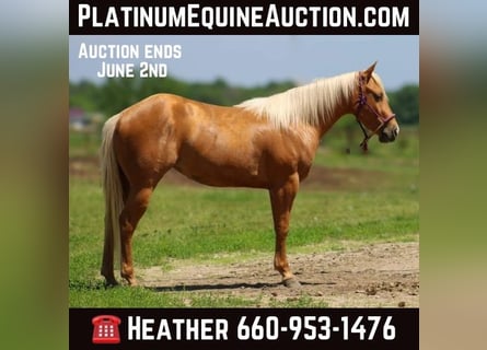 American Quarter Horse, Gelding, 3 years, 14 hh, Palomino