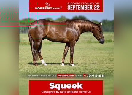 American Quarter Horse, Gelding, 3 years, 14 hh, Sorrel