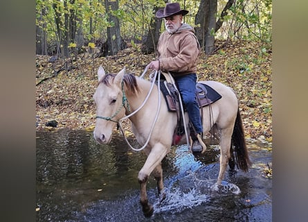 American Quarter Horse, Gelding, 3 years, 14,2 hh, Champagne American Quarter Horse, Gelding, 3 years, 14,2 hh, Champagne