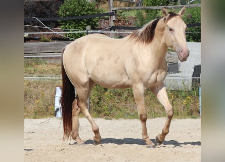 American Quarter Horse, Gelding, 3 years, 14,2 hh, Champagne