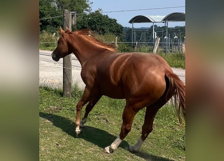 American Quarter Horse, Gelding, 3 years, 14,2 hh, Chestnut