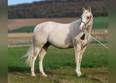 American Quarter Horse, Gelding, 3 years, 14,2 hh, Dun