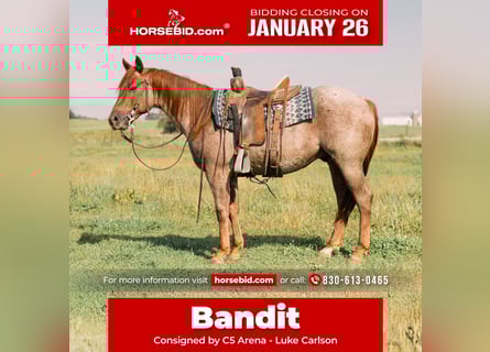 American Quarter Horse, Gelding, 3 years, 14,2 hh, Roan-Red