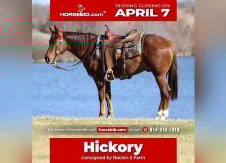 American Quarter Horse, Gelding, 3 years, 14,2 hh, Roan-Red