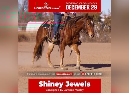 American Quarter Horse, Gelding, 3 years, 14,2 hh, Sorrel