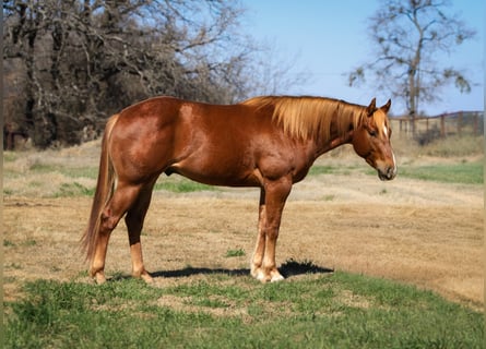 American Quarter Horse, Gelding, 3 years, 14,2 hh, Sorrel