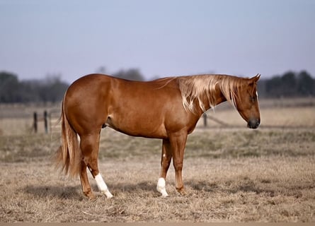 American Quarter Horse, Gelding, 3 years, 14,2 hh, Sorrel