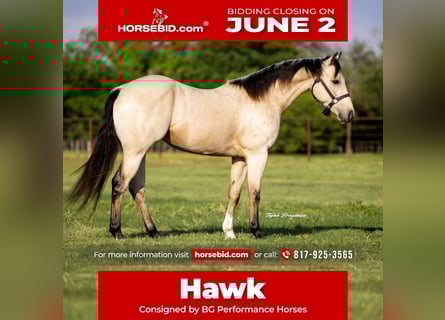 American Quarter Horse, Gelding, 3 years, 14,3 hh, Buckskin
