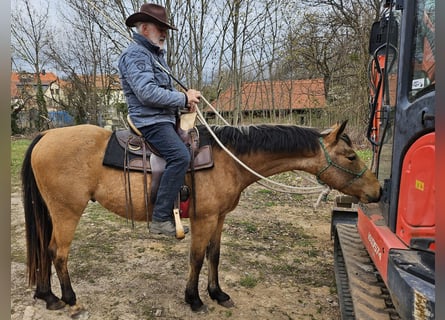 American Quarter Horse, Gelding, 3 years, 14,3 hh, Buckskin