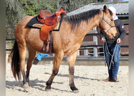 American Quarter Horse, Gelding, 3 years, 14,3 hh, Buckskin