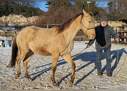 American Quarter Horse, Gelding, 3 years, 14,3 hh, Champagne