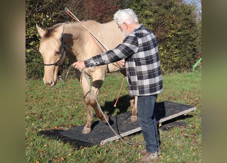 American Quarter Horse, Gelding, 3 years, 14,3 hh, Champagne