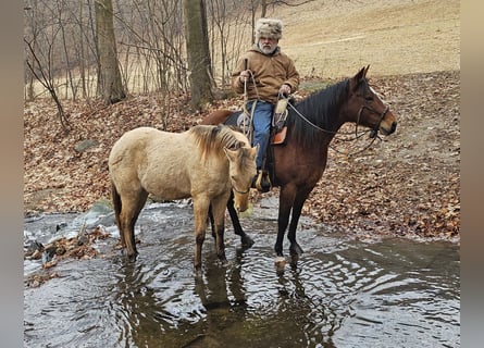 American Quarter Horse, Gelding, 3 years, 14,3 hh, Champagne