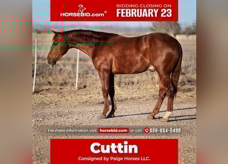 American Quarter Horse, Gelding, 3 years, 14,3 hh, Sorrel