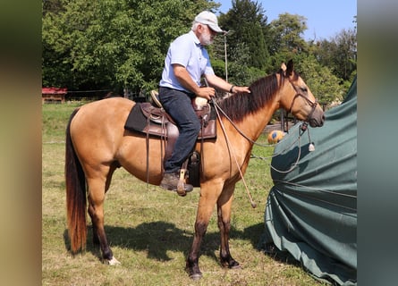 American Quarter Horse, Gelding, 3 years, 15.1 hh, Buckskin