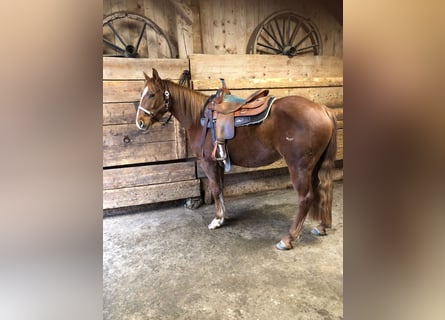 American Quarter Horse, Gelding, 3 years, 15.1 hh, Chestnut-Red