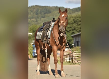 American Quarter Horse, Gelding, 3 years, 15,1 hh, Chestnut-Red