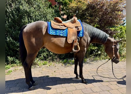 American Quarter Horse, Gelding, 3 years, 15.2 hh, Bay-Dark