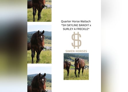 American Quarter Horse, Gelding, 3 years, 15 hh, Bay-Dark