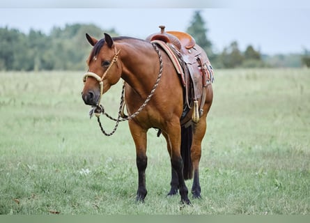 American Quarter Horse, Gelding, 3 years, 15 hh, Brown