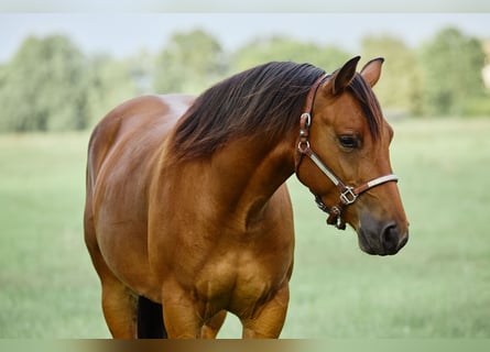 American Quarter Horse, Wallach, 3 Jahre, 15 hh, Brauner