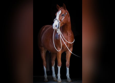 American Quarter Horse, Gelding, 3 years, 15 hh, Chestnut-Red