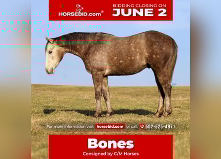 American Quarter Horse, Gelding, 3 years, 15 hh, Gray