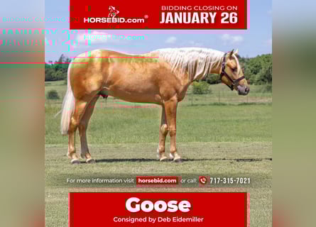 American Quarter Horse, Gelding, 3 years, 15 hh, Palomino