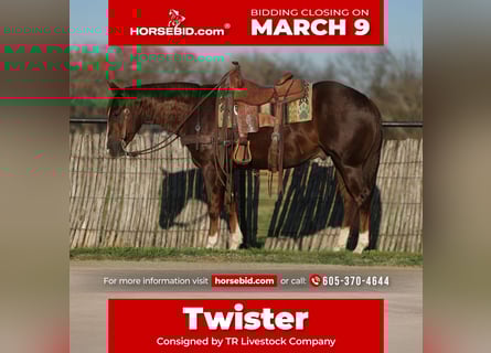 American Quarter Horse, Gelding, 3 years, 15 hh, Sorrel