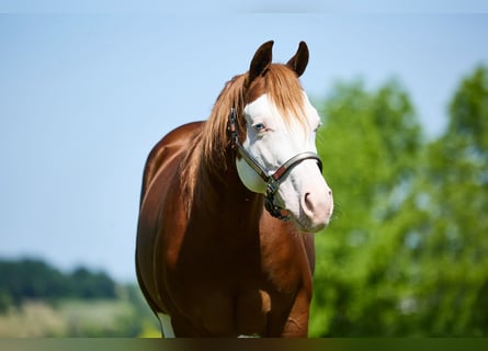 American Quarter Horse, Gelding, 3 years, 15 hh, White