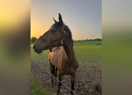 American Quarter Horse Mix, Gelding, 3 years, 16 hh, Bay-Dark