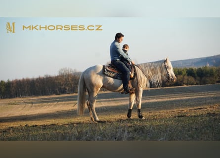 American Quarter Horse, Gelding, 3 years, 16 hh, Cremello