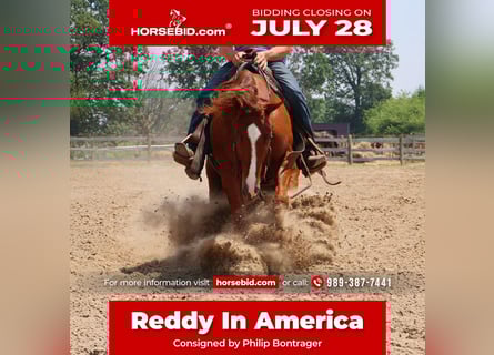 American Quarter Horse, Gelding, 3 years, Chestnut