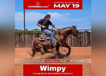 American Quarter Horse, Gelding, 3 years, Chestnut