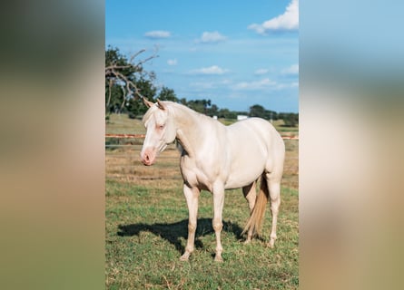 American Quarter Horse, Gelding, 3 years, Cremello