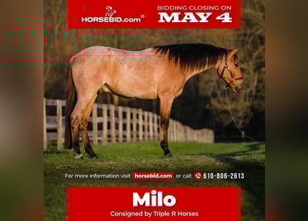 American Quarter Horse, Gelding, 3 years, Roan-Bay