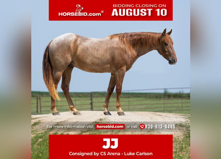 American Quarter Horse, Gelding, 3 years, Roan-Red