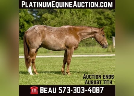 American Quarter Horse, Gelding, 3 years, Roan-Red