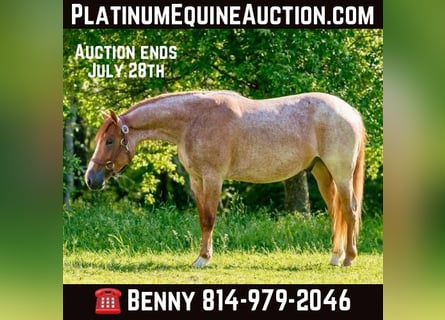 American Quarter Horse, Gelding, 3 years, Roan-Red