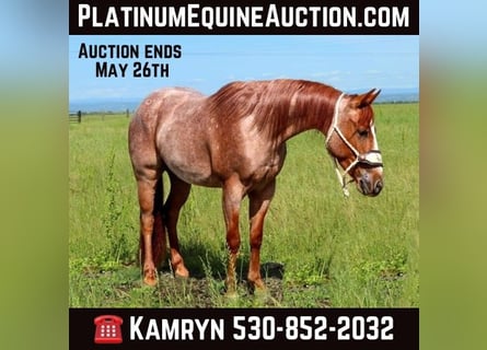 American Quarter Horse, Gelding, 3 years, Roan-Red