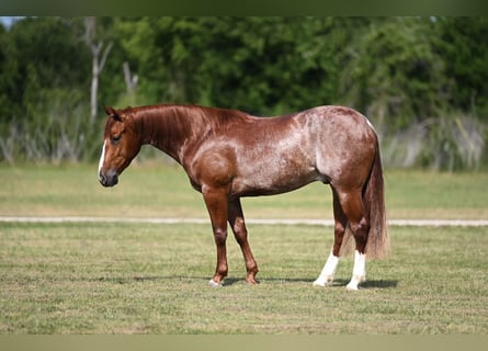 American Quarter Horse, Gelding, 3 years, Sorrel