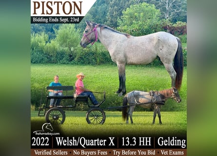 American Quarter Horse Mix, Gelding, 4 years, 13.2 hh, Roan-Bay