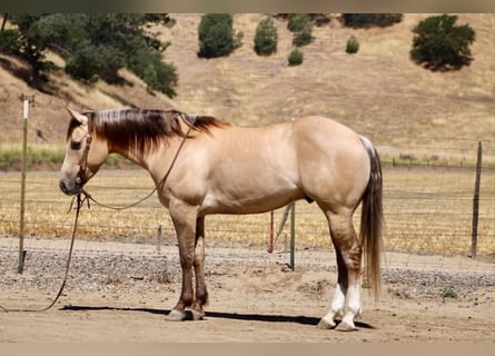 American Quarter Horse, Gelding, 4 years, 14.1 hh, Dun