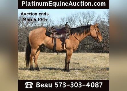 American Quarter Horse, Gelding, 4 years, 14.1 hh, Dun