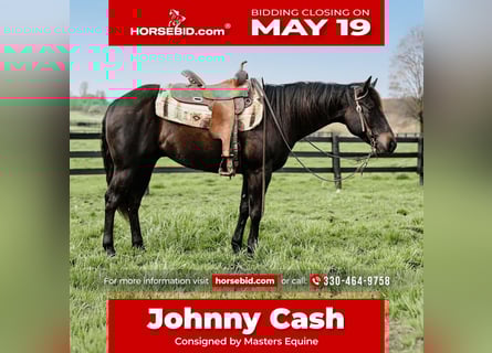 American Quarter Horse, Gelding, 4 years, 14.2 hh, Black