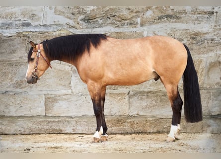 American Quarter Horse, Wallach, 4 Jahre, 14,2 hh, Buckskin