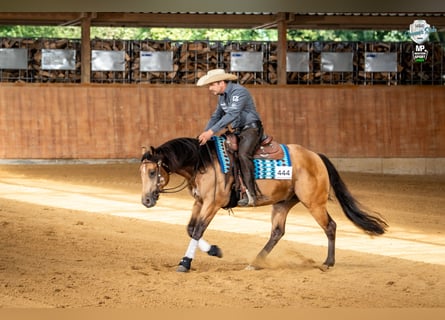 American Quarter Horse, Gelding, 4 years, 14,2 hh, Buckskin