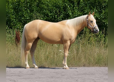 American Quarter Horse, Gelding, 4 years, 14.2 hh, Dunalino