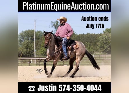 American Quarter Horse, Gelding, 4 years, 14.2 hh, Roan-Bay